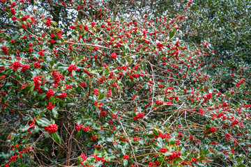 Close up of fresh red holly berries on a holly bush
