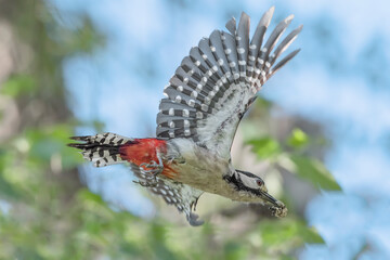 Amazing portrait of Great spotted woodpecker in flight (Dendrocopos major)