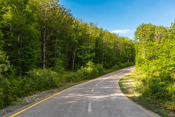Fototapeta na wymiar A winding asphalt road in a green forest