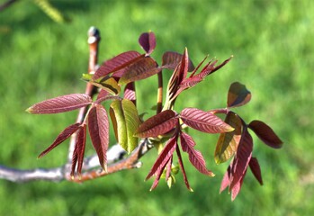 a twig with young walnut leaves