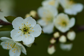 white cherry flowers in the garden