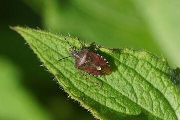 Sloe bug (Dolycoris baccarum), family Pentatomidae on a a leaf of green alkanet (Pentaglottis...