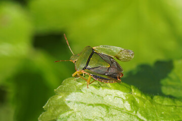 Green shield bug (Palomena prasina), family Pentatomidae with open forewings, hemelytra leaving a leaf of red currant (Ribes rubrum). Spring, May, Netherlands.