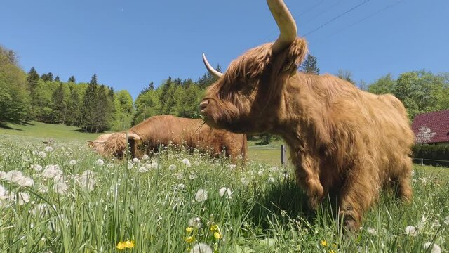 Scottish Highland cattle chews grass on pasture in a sunny weather. Slow motion shot.