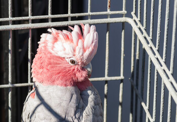 Rosa Kakadu-Galah, a parrot in captivity.