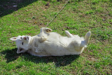 Sabaka. White Shepherd Malomut breed, husky. play on green grass. sitting on a chain.