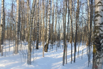 trees in winter