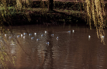 Gulls rest in the water