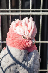 Rosa Kakadu-Galah, a parrot in captivity.