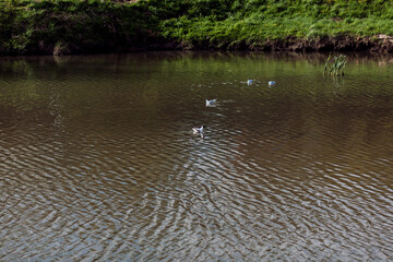 group of gulls swim in the water