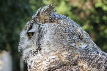 Eurasian eagle-owl bird animal