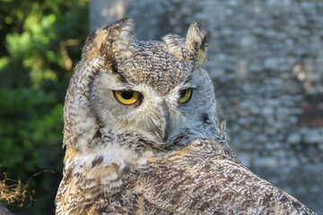 Eurasian eagle-owl bird animal