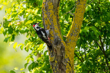 Dendrocopos syriacus - Ciocanitoare de gradini - Syrian woodpecker