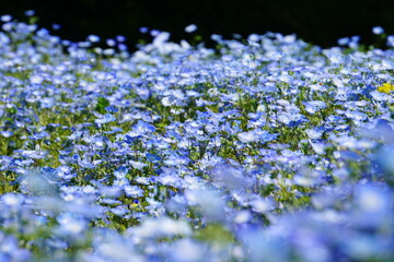 群生するネモフィラ