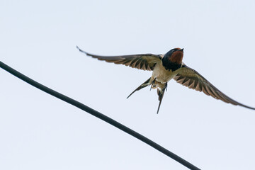 Hirundo rustica - Randunica - Barn swallow