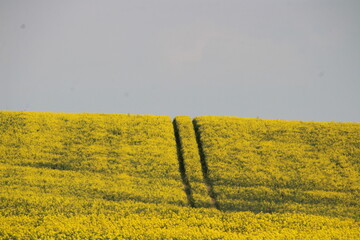 field of rapeseed