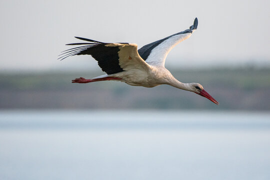 Ciconia ciconia - Barza alba - White stork