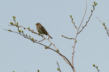 Emberiza calandra - Presura sura - Corn bunting