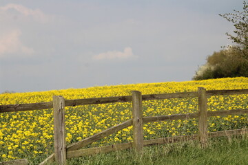 Fototapeta premium rape seed field 