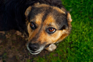 Homeless dog on a background of green grass. Black abandoned dog close up.