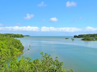 沖縄のマングローブ6