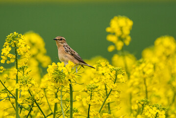 Saxicola rubetra - Maracinar mare - Whinchat