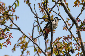 Dendrocopos syriacus - Ciocanitoare de gradini - Syrian woodpecker