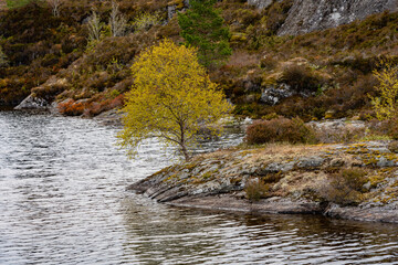 It is spring and the leaves have sprung out on the birch.