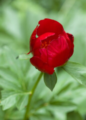 wild peony (Paeonia peregrina)