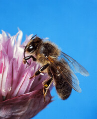 Biene auf Blüte