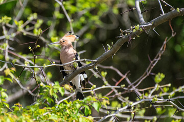 Upupa epops - Pupaza - Hoopoes