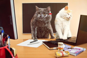 Cat with glasses near the laptop. Cats businessmen. The concept of business, computer technology,...