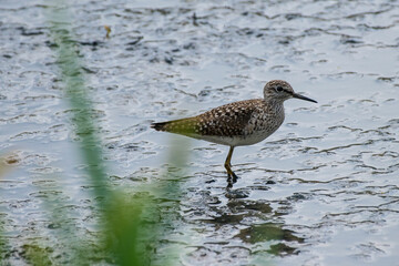 Calidris pugnax - Bataus - Ruff