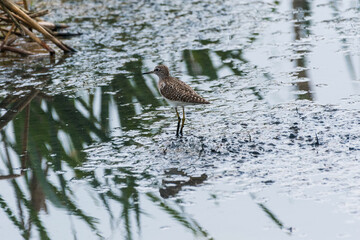Calidris pugnax - Bataus - Ruff