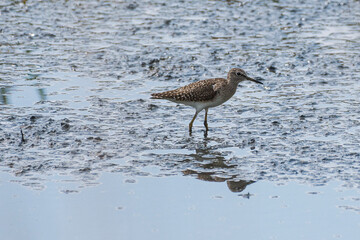 Calidris pugnax - Bataus - Ruff