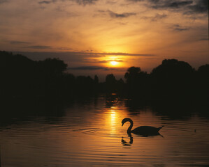Schwan am Bodensee, abends