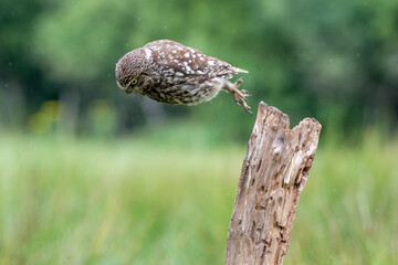 Little Owl (Athene noctua) perched with a green background