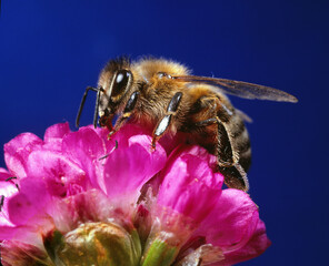 Biene auf Blüte