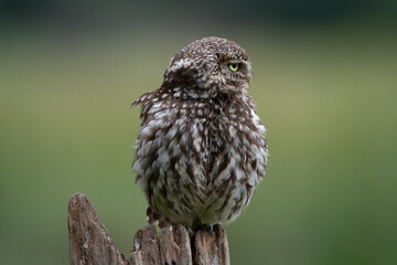 Little Owl (Athene noctua) perched with a green background