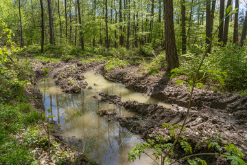 deep tracks in forest - soil  condensed,  degrated and heavyly damaged by heavy industrial wood harvesters