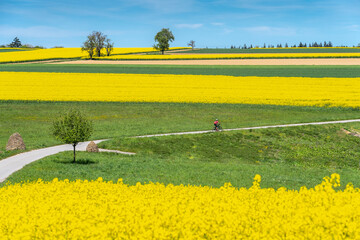 nice and remained young senior woman on electric mountain bike between rapeseed fields in the Kraichgau area near Zaberfeld, Baden-Württemberg, Germany