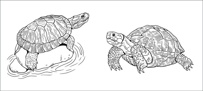 Land turtle and water turtle. Reptiles in nature. Vector drawing.	