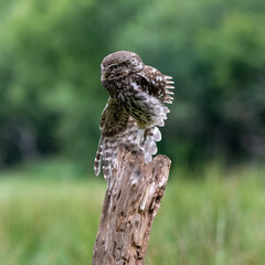Little Owl (Athene noctua) perched with a green background