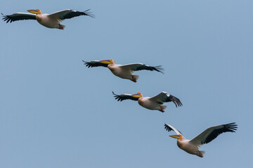 Pelecanus onocrotalus - Pelican comun - Great white pelican