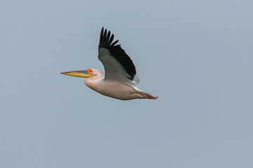 Fototapeta na wymiar Pelecanus onocrotalus - Pelican comun - Great white pelican