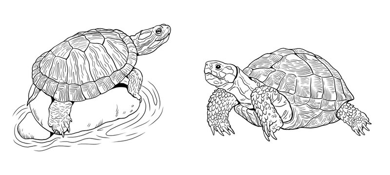 Land turtle and water turtle. Reptiles in nature. Digital drawing.