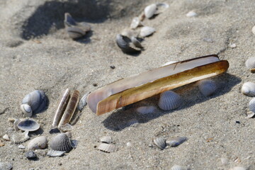 Leere Schwertmuschel am Strand im Gegenlicht.