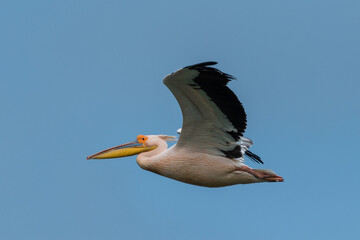 Pelecanus onocrotalus - Pelican comun - Great white pelican