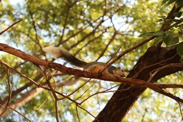 A cute white and gray squirrel is climbing on tree in public park. Animal, nature and park concept.