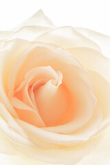 Abstract background with rose close-up.